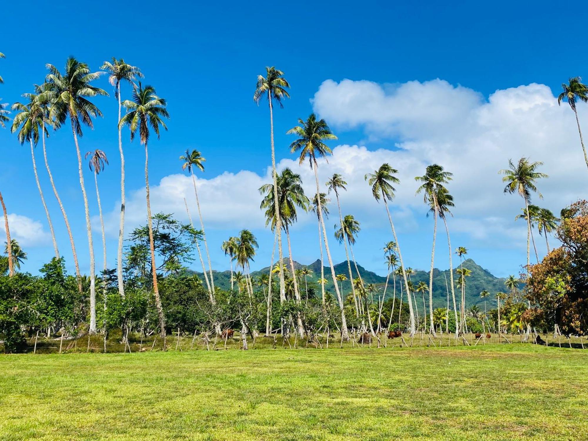Huahine Serenity Cottage Maroe Extérieur photo